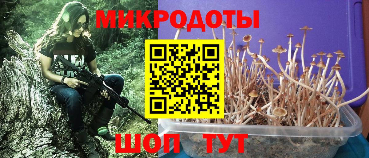 Псилоцибиновые грибы Psilocybine cubensis Коломна